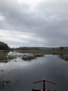 Alabama wetland